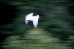 Aigrette;-Archipel-des-Comores;-Faune;-Flou-de-mouvement;-France;-Kaleidos;-Kaleidos-images;-La-parole-à-limage;-Laurent-Abad;-Mayotte;-Nature;-Océan-Indien;-Oiseau;-Stories-Pictures;-Vol